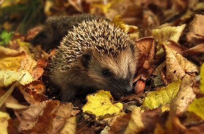 Laub_Igel_Garten