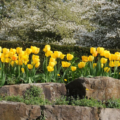 Start_FruehlingAhneparkBrueckeTulpen