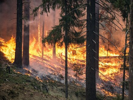 Waldbrand_Feuer